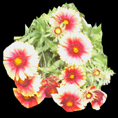 Crops night circle of ail O Lit with cry final of Alien when the door broke is foot