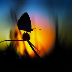 Jeff Appleton - Butterfly