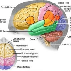 Crippled Brain - Cocain