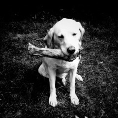 Dog's Lost His Bone (remaster)