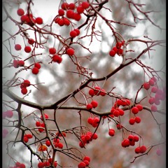 RASA SERRA - Oi bodės bodės [FULL version] [Lithuanian Folklore, Jazz, Fusion]