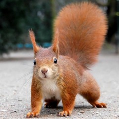 cyBEARs - Squirrel