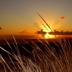 Fields of gold-cover by Tracey May