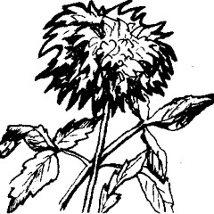 Reward For A Dead Man - Red Dahlia On Your Grave