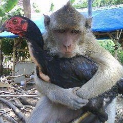 BHULU AYAM - BRoWnIS (BaROngko maNIS)