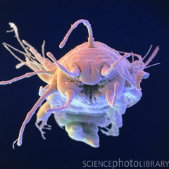 GODS TOYS - Giroscope