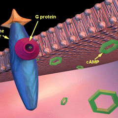 Anthony Drone -Dopamine ( mix )