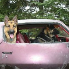 "Disheveled Car", the Joy Poppers