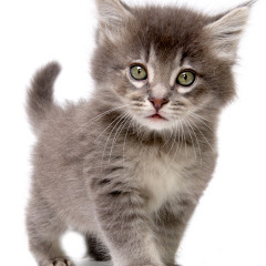 Pu$$y by Iggy Azalea (Jocelyn Trap Refix) ~ FREE DOWNLOAD