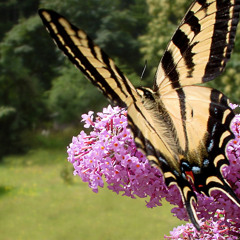 Ampela avao "MIKEA" artiste du sud de madagascar.