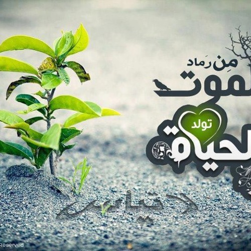غث من فقد المددا