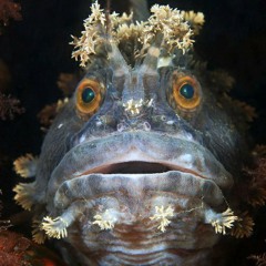 Byte Me-Ow's Fiendish General - Keys to Free, Styled