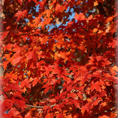 Autumn leaves (Composer Joseph Kosma, Lyrics Johnny Mercer) - Cover by Milana (Piano, vocal)