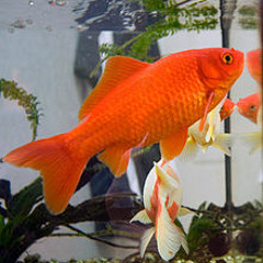 Alesso - Skanska vs Big Fish - Hold Tight