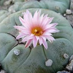 Kiowa Peyote Ritual Song