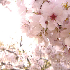 Relaxed Summer Nights