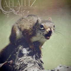 Caelaluz - Sistema Perfecto (Niña)