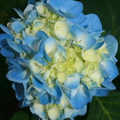 Weird Unfinished Religious Cult Tune