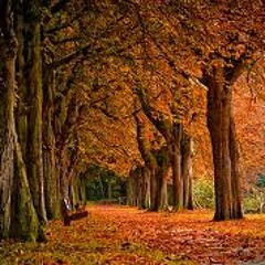 Calo - Autumn (Recorded With Cdj 800 and Serato Scratch Live)