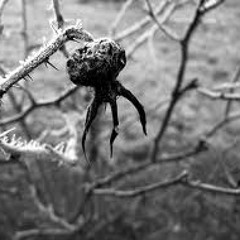 Frozen Roses feat. Dj Zuzee