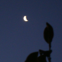 9. THE SECRET LIFE OF PLANTS (Over 100 downloads) (Stevie Wonder) (Ayelén Zuker, voz)