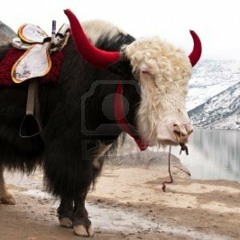 Yak Lekpai Lhadar  Jigme Drukpa