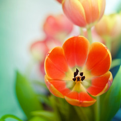 Muôn Đời Tạ Ơn
