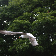 Timone - Noch ein Beatzt