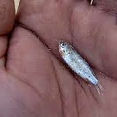 I Caught the Biggest Fish on The Boat