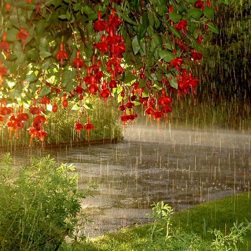 Vienn.Waltz -  - Theme From Papillon