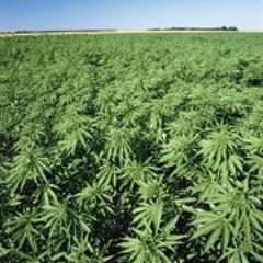 4 ALL MY BUDDHA HEADS feat.ALFABETICS,OMINO JAKKU&PHRAZE LINGATONG produced by j dilla