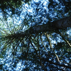 Ventilated - Old School Mixed Meta4 Original