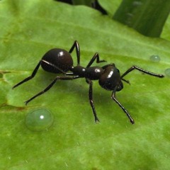 ما تيسر من سورة النمل- الشيخ الليثي رحمه - نهاوند