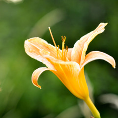 Bicycle Built For Two