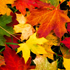 Freemasons October Mixcast