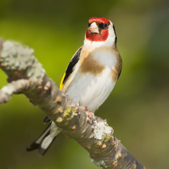 Goldfinch