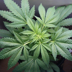 Fran Denia & Benitóhw Sánchez - Cannabis for men (original mix)