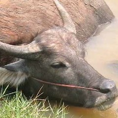 บรรเลงเพลงคาราวาน โดยศิลปินญี่ปุ่น