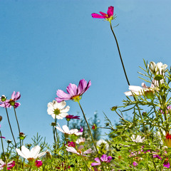 Цэнхэр залаа --- 1972 - Наранбаатар