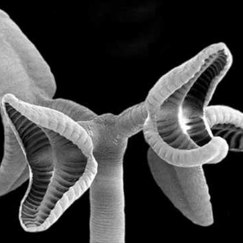 Tapeworm project
