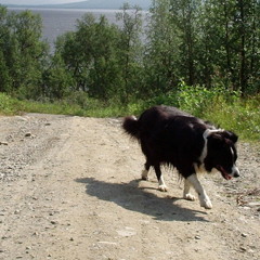 Dont you take my dog