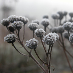 (New Edit Oct '12) The Flurries (Chris & Naomi) - I Don't Feel it Anymore - Cover