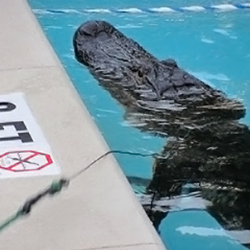 Yo Gotti - Swimming Pool (SLOWED) 407SLOTH