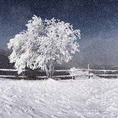 red beans (fang da tong )