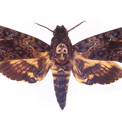 Acherontia Styx - Styx 231012