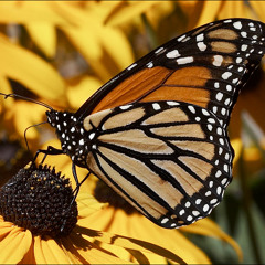 In The Morning-BackSeatTrav