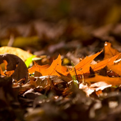 Native Complex - leaves in the wind