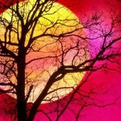 BayaWaka- "Nibiru"-Exclusive for Tree of Life festival 2013!
