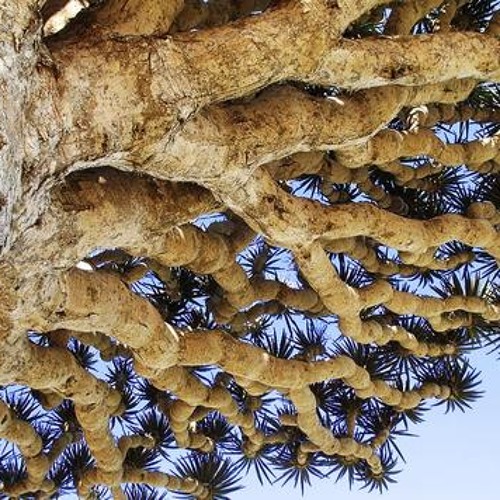 Electrobone - Rootsdub Psydub Crossover Mix