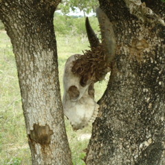 Karia - @Sosevia feat.Walanguzi VeeEyeCee (@veeeyecee),Wally B (@WALLYBVIP) & Ken Koast (@kenkoast).